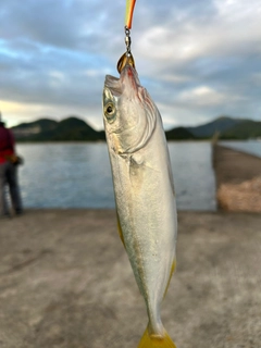 モジャコの釣果