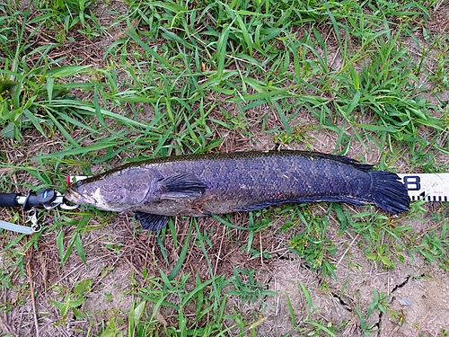 ライギョの釣果