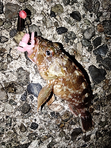 カサゴの釣果