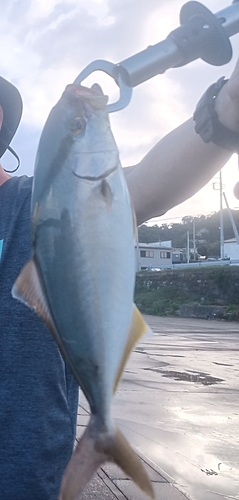 ショゴの釣果