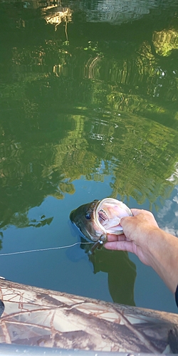 ブラックバスの釣果