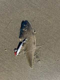 シタビラメの釣果