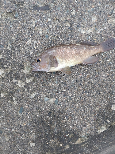 イワシの釣果