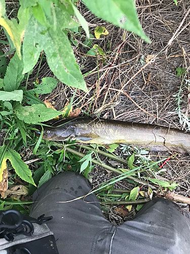 ナマズの釣果