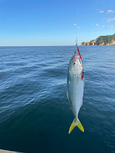 ツバスの釣果