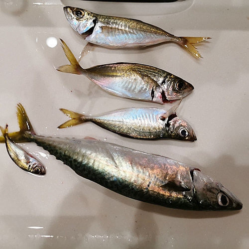 アジの釣果