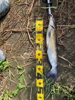 アメリカナマズの釣果