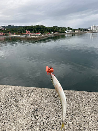 ガシラの釣果