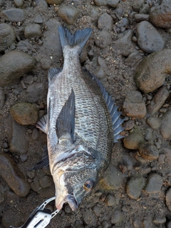 チヌの釣果