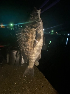 クロダイの釣果