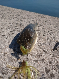 フグの釣果