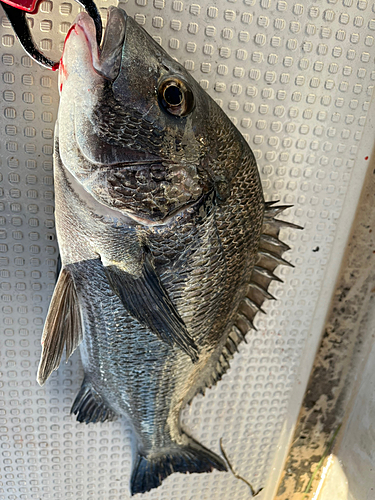 クロダイの釣果