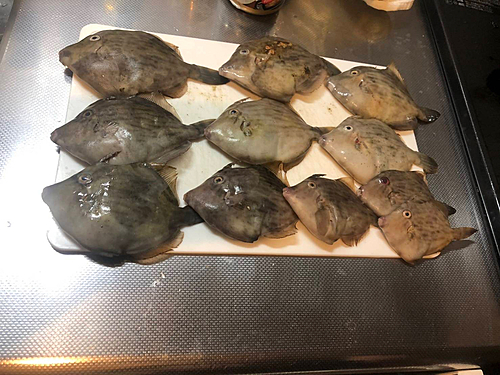 カワハギの釣果