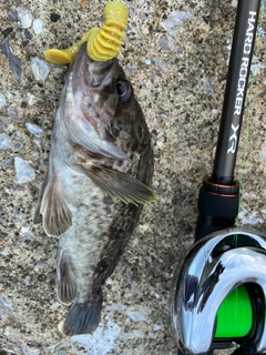 クロソイの釣果