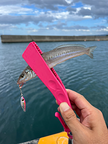 シロギスの釣果