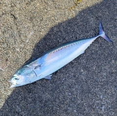 マルソウダの釣果