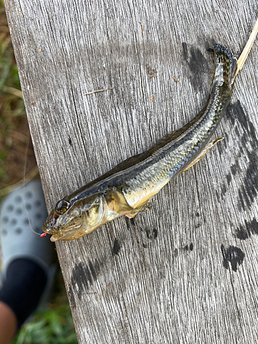 マハゼの釣果