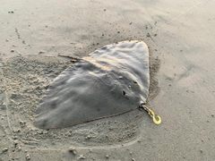 ツバクロエイの釣果