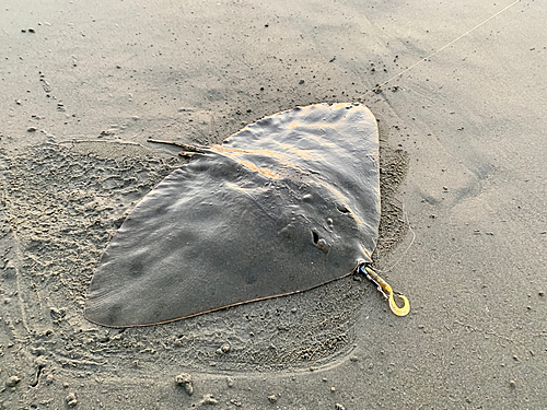 ツバクロエイの釣果