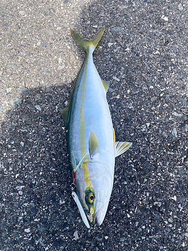 ツバスの釣果