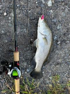 バラマンディの釣果