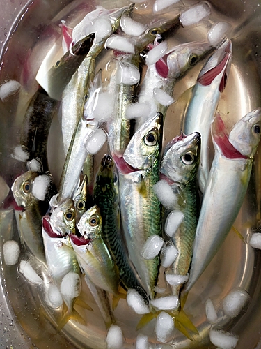 カマスの釣果