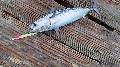 ソウダガツオの釣果