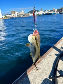 シオの釣果