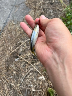 モツゴの釣果