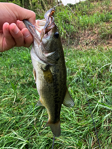 ラージマウスバスの釣果