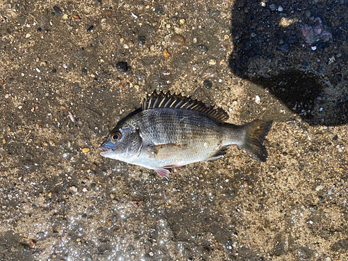 クロダイの釣果