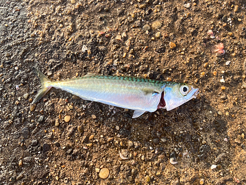 マサバの釣果