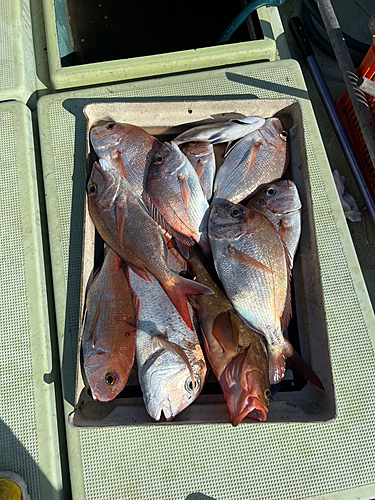 マダイの釣果