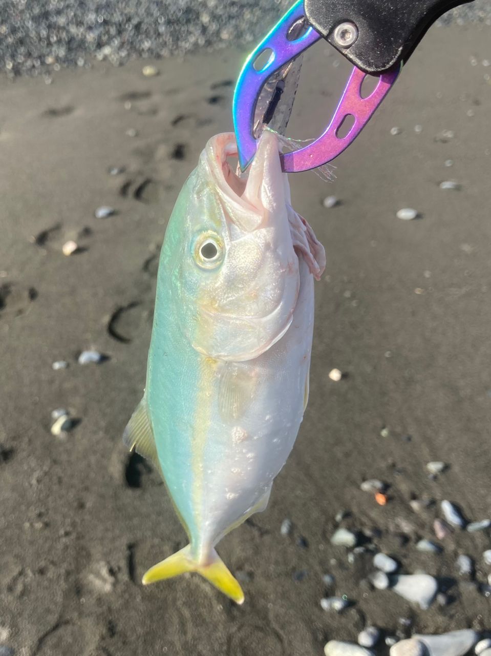 ショゴ