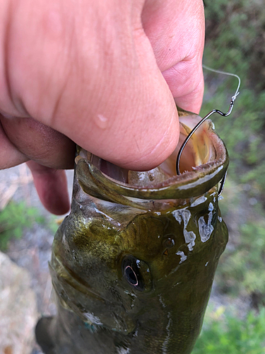 スモールマウスバスの釣果