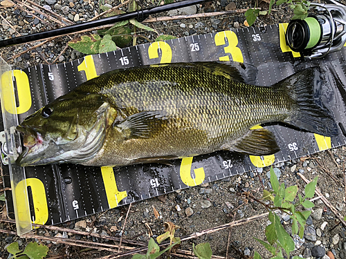 スモールマウスバスの釣果