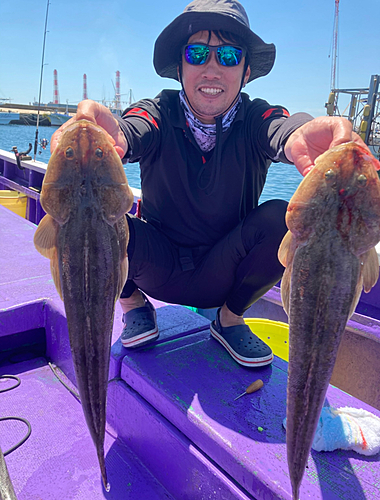 マゴチの釣果