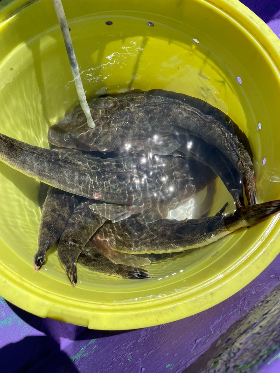 やすけさんの釣果 2枚目の画像