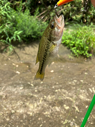 ラージマウスバスの釣果