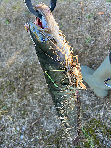 ナマズの釣果