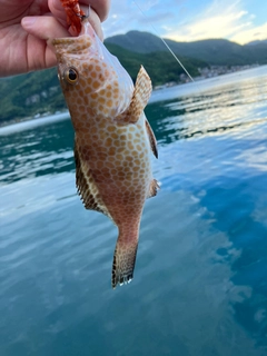 オオモンハタの釣果