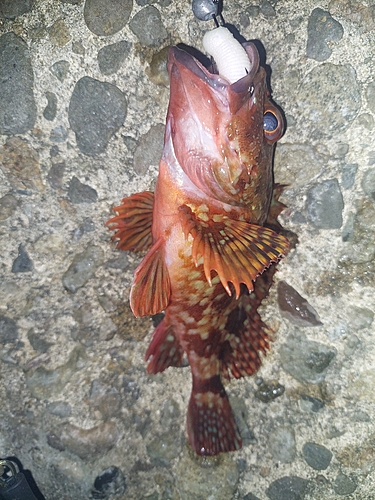 カサゴの釣果