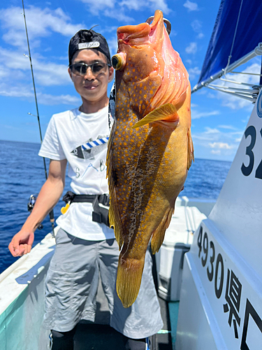 キジハタの釣果