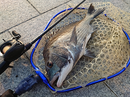 チヌの釣果