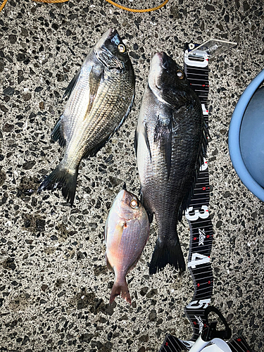 クロダイの釣果