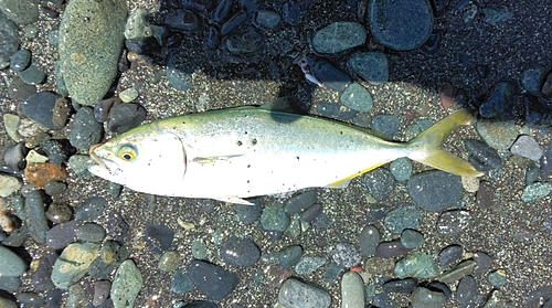 ワカシの釣果