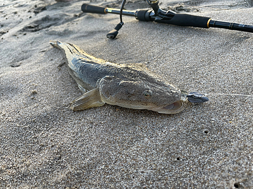 マゴチの釣果