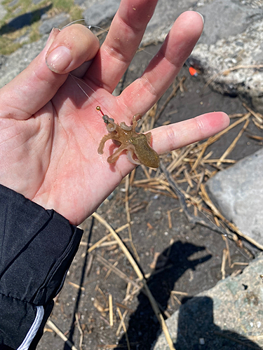 イイダコの釣果