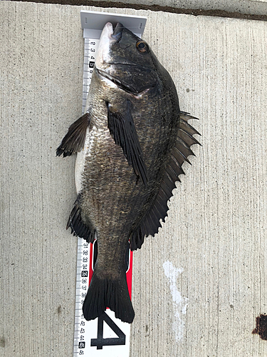 チヌの釣果