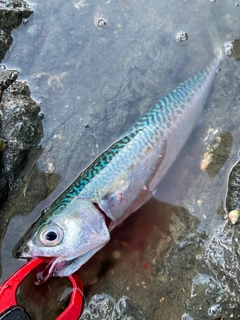 マサバの釣果